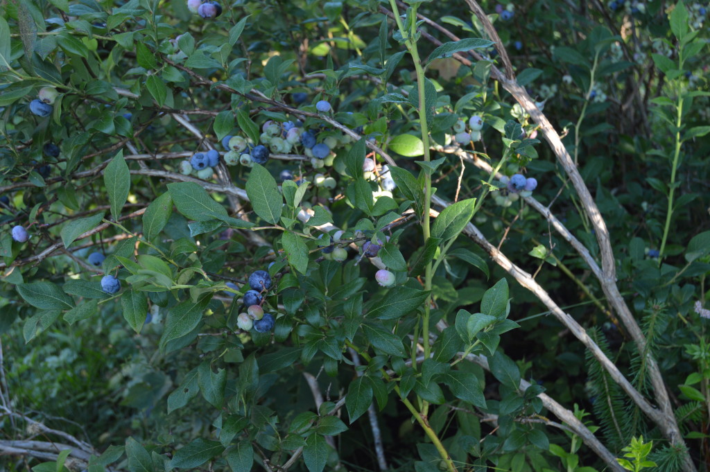 Beautiful blueberries